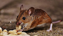24 Hour & Emergency Exterminators in Jonestown, PA